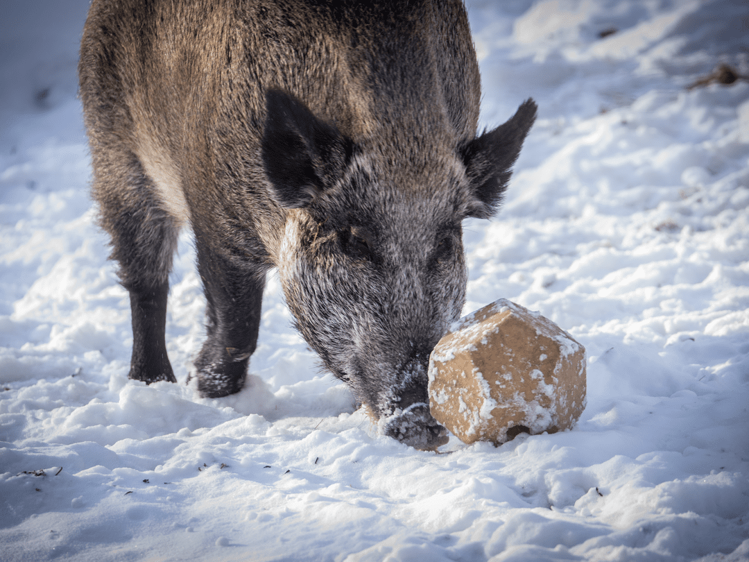 Eurasian wild boar