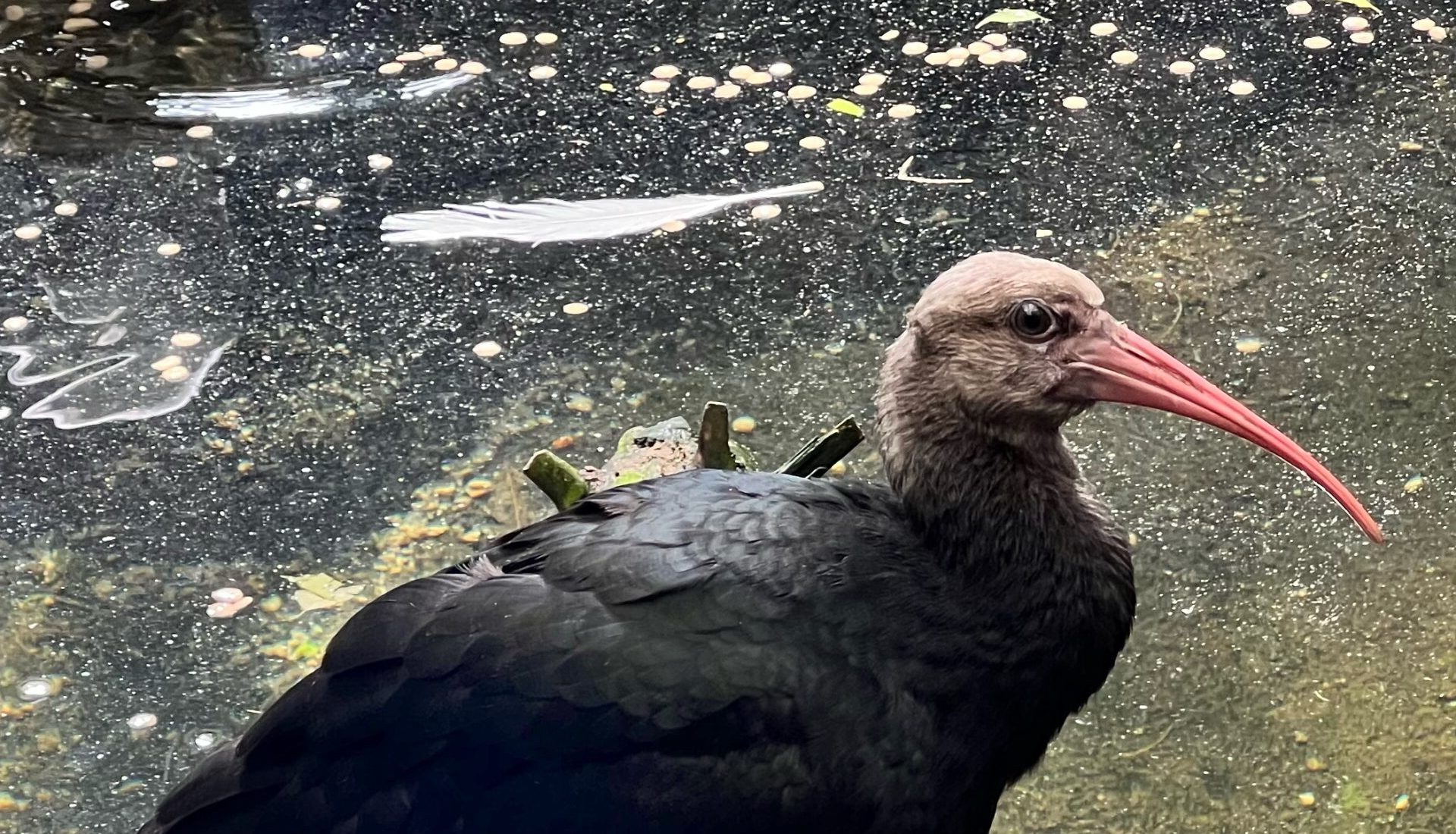 Southern Bald Ibis Chick