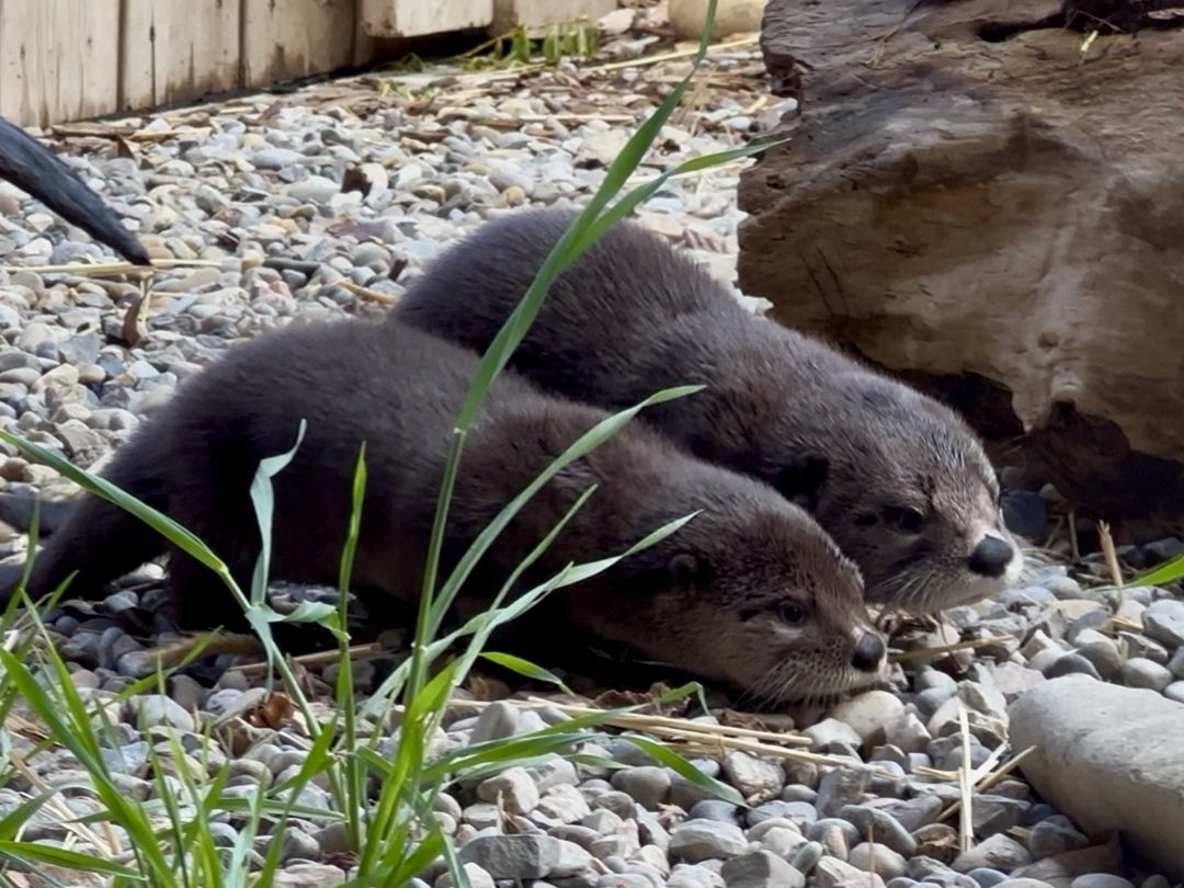 North American River Otter Pups