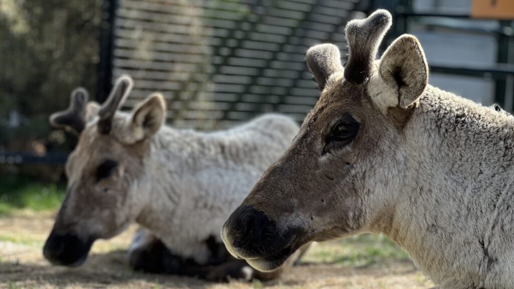 Woodland caribou