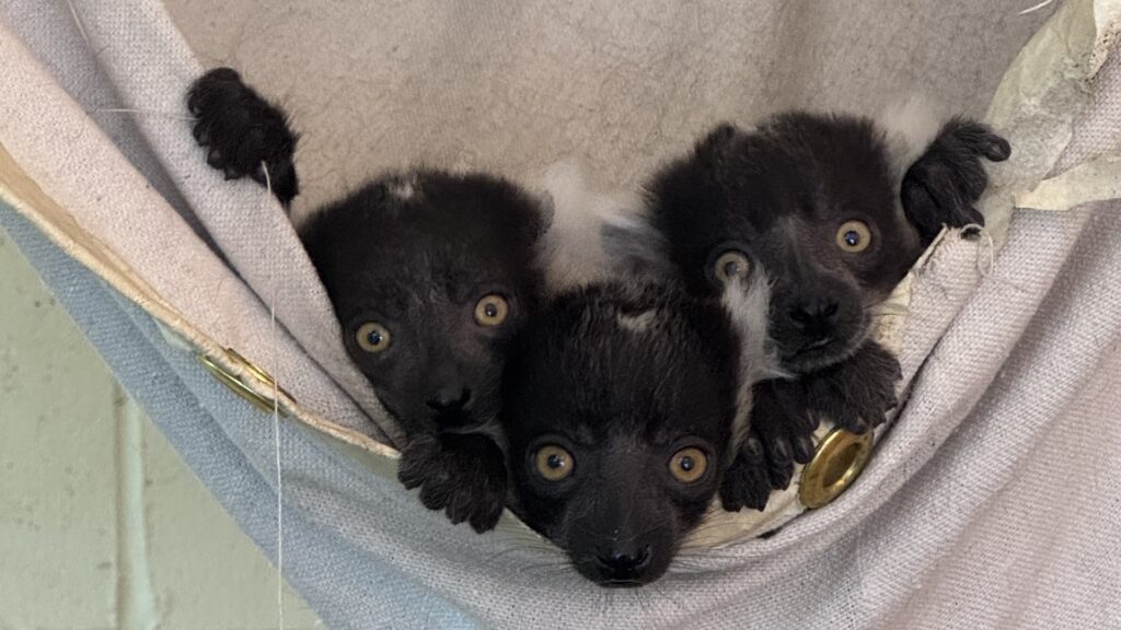Lemur pups