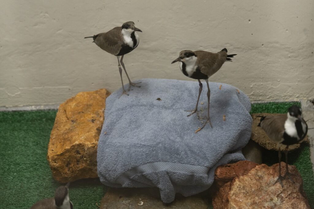 Spur-winged lapwings