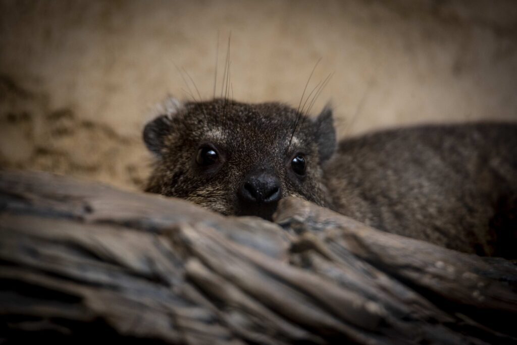 Rock hyrax, Oshana