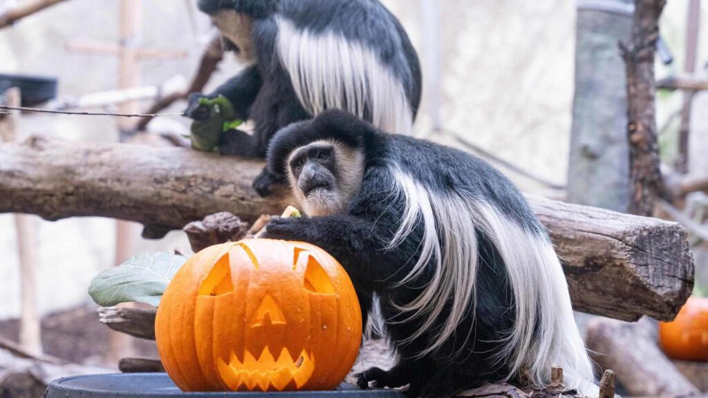 Zoo Boo / Zoo Brunch 2024