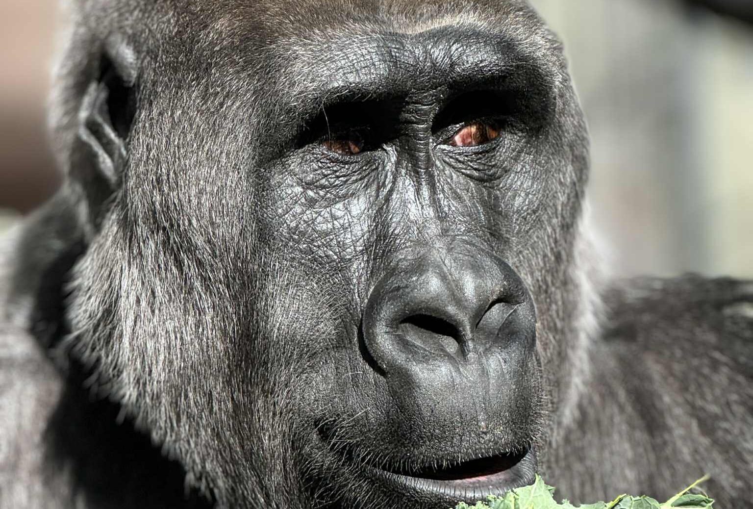 Western lowland gorilla
