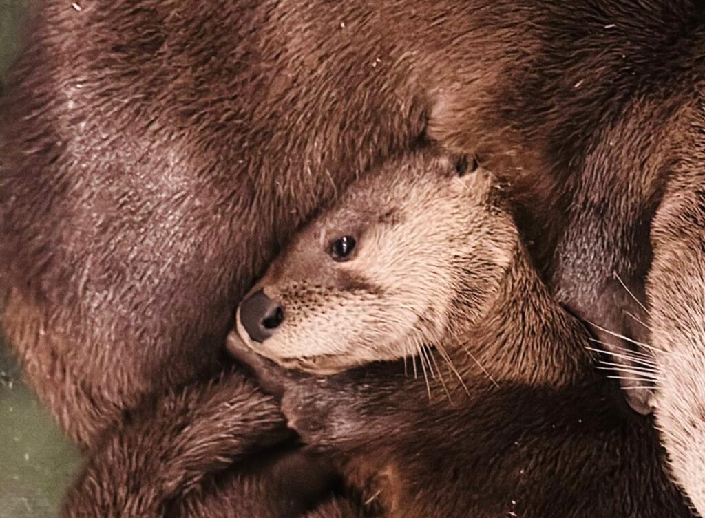 North American river otter pup 'Remi'