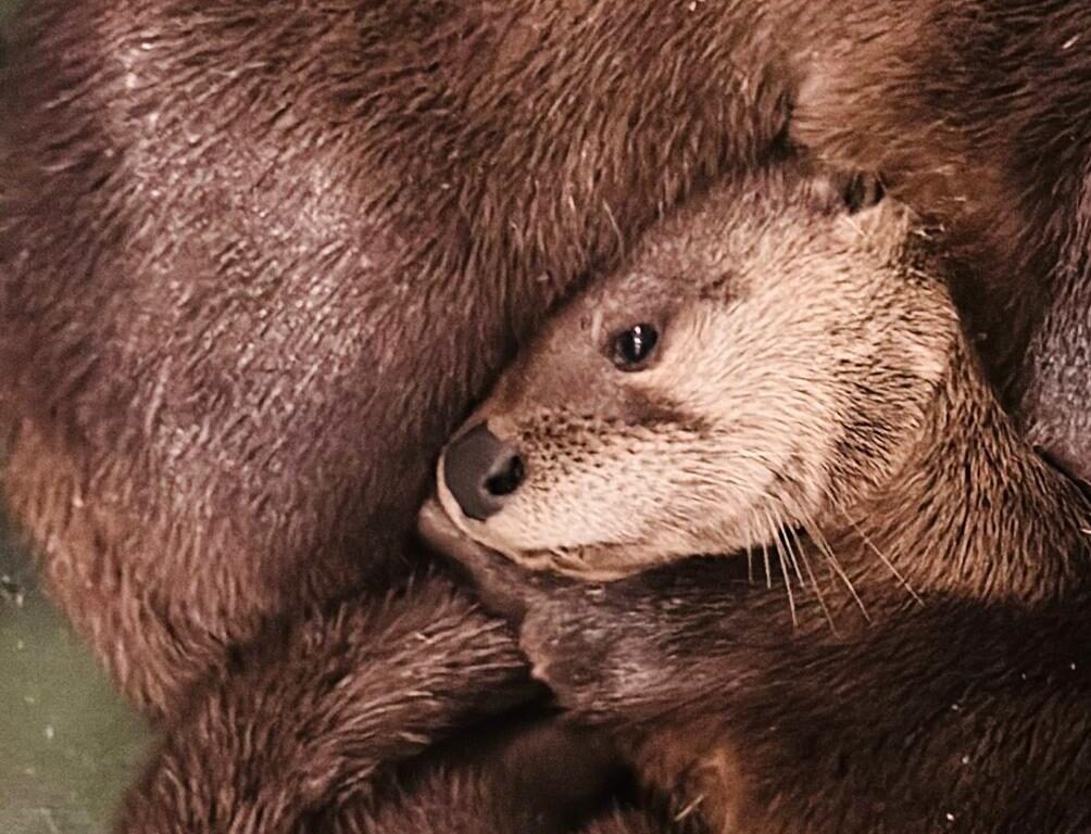 North American river otter pup 'Remi'