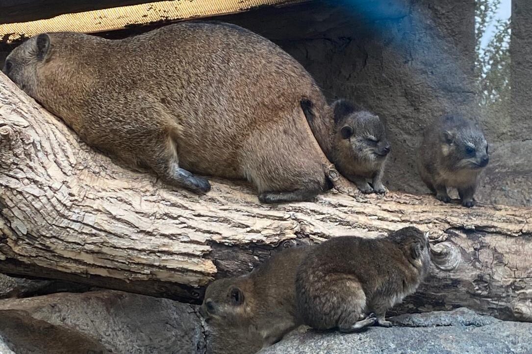 Rock hyrax