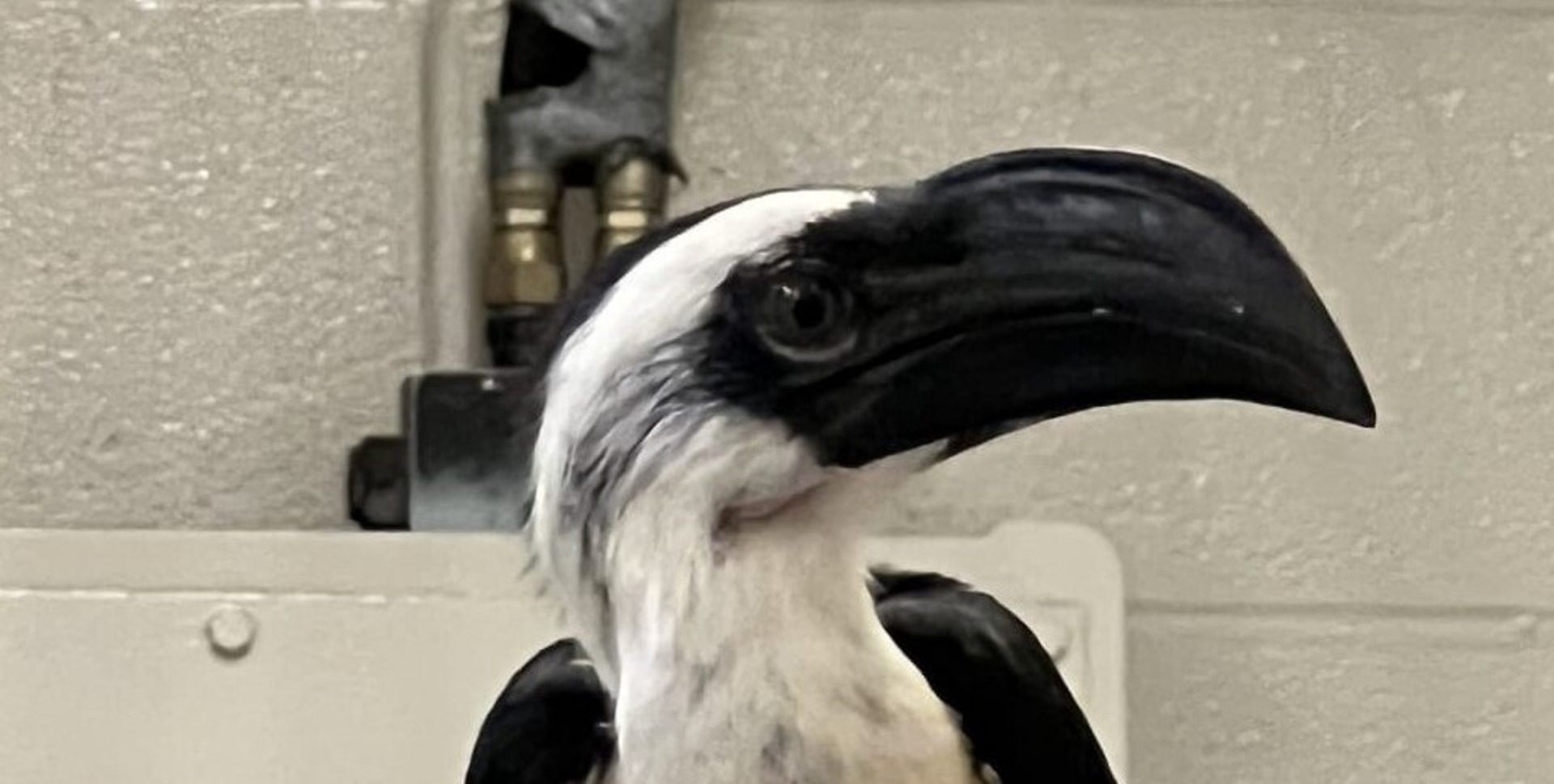 Von der Decken's Hornbill