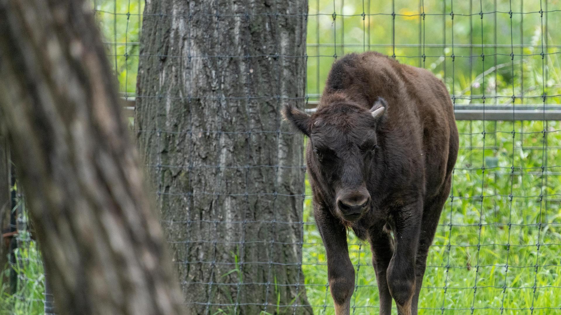 Wood bison calf