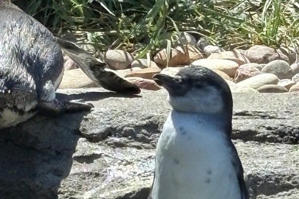 Humboldt Chick