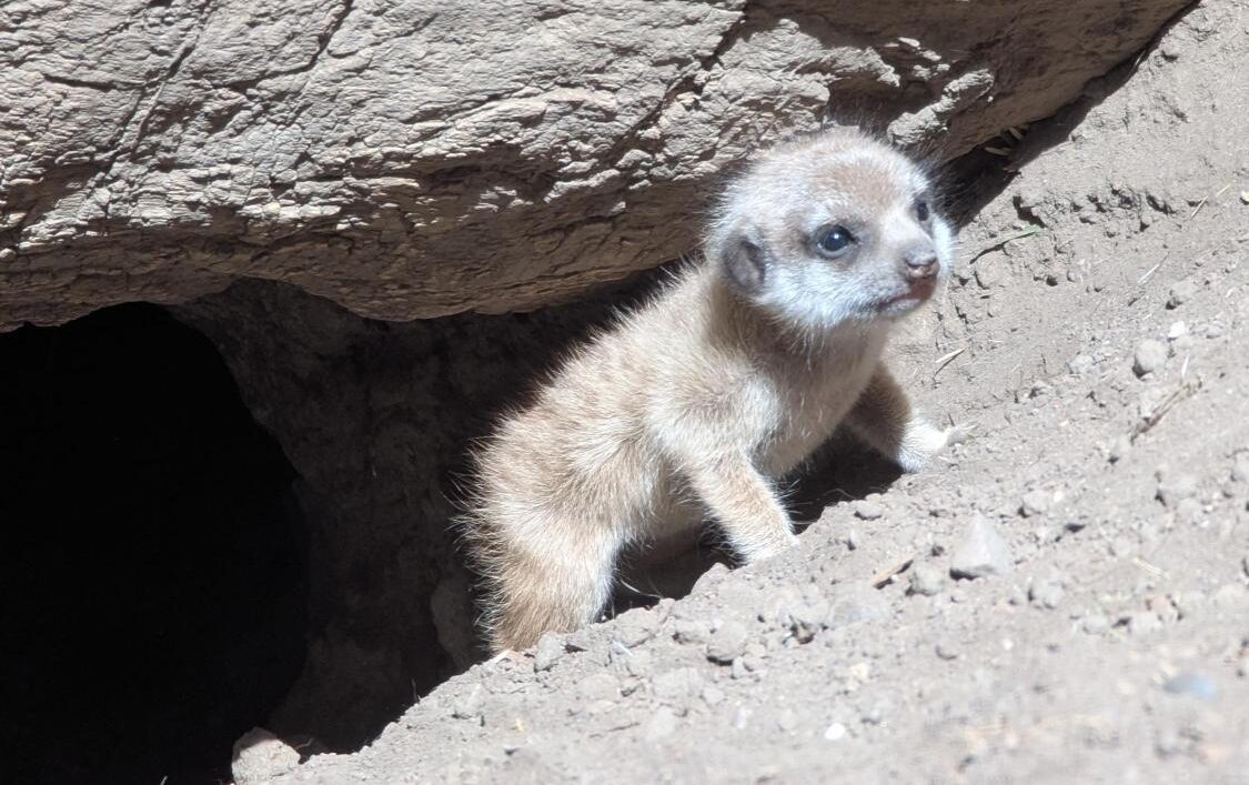 Meerkat pup