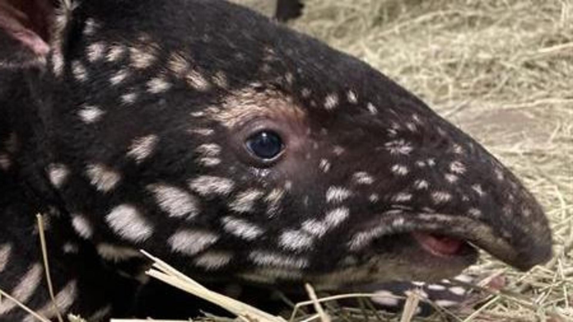Tapir calf
