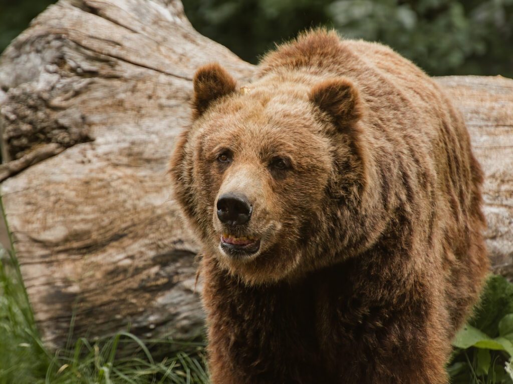 Grizzly bear