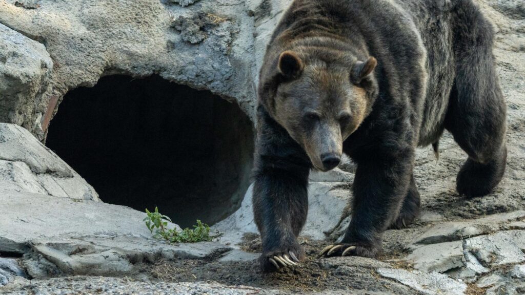 Grizzly bear