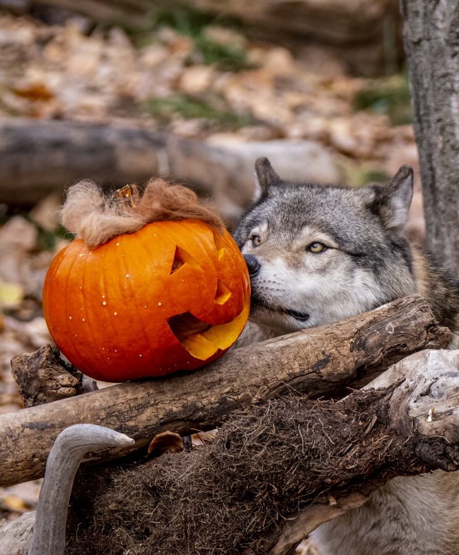 A grey wolf sniffing a carved jack-o'-lantern at the Calgary Zoo