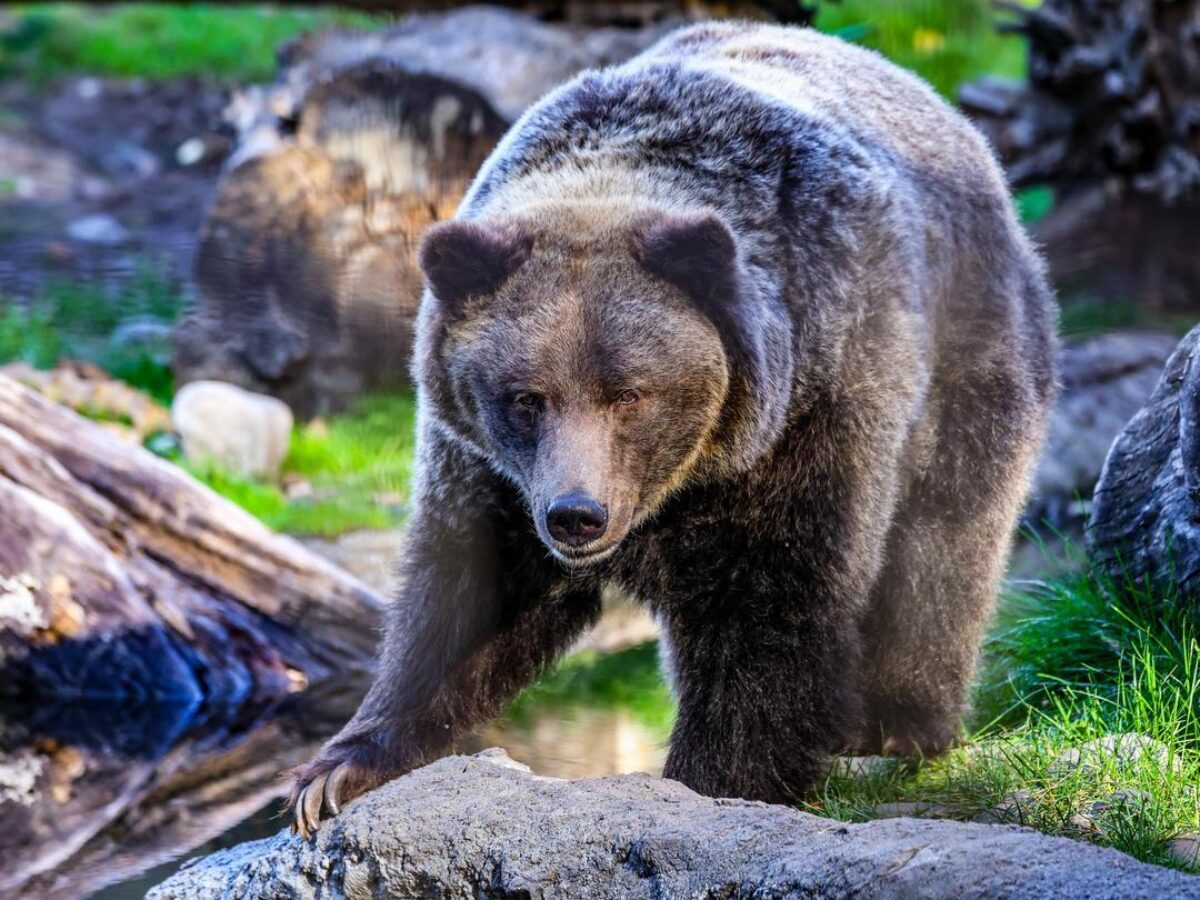 Grizzly bear