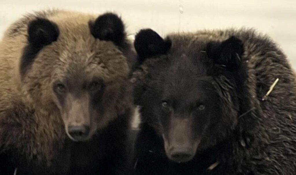 Grizzly cubs