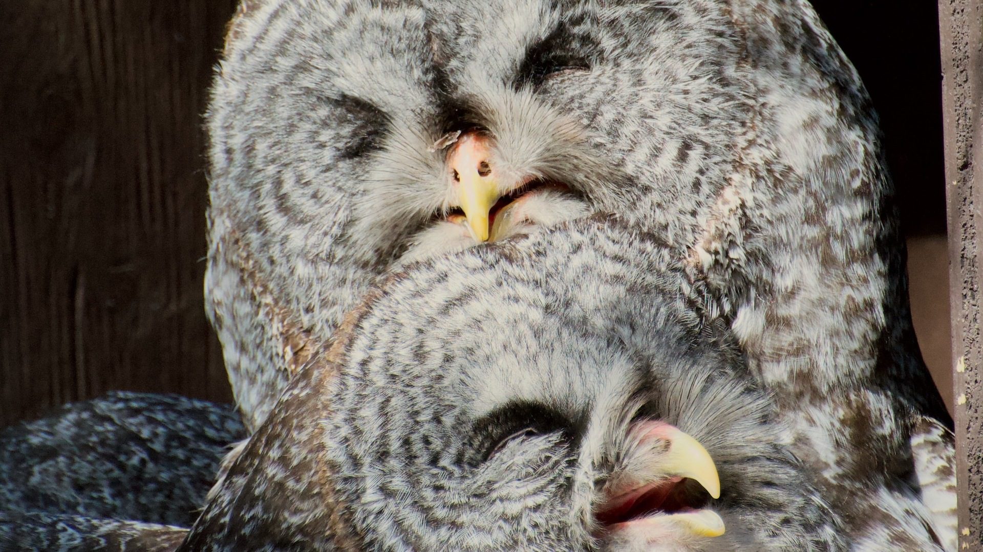 Great grey owls
