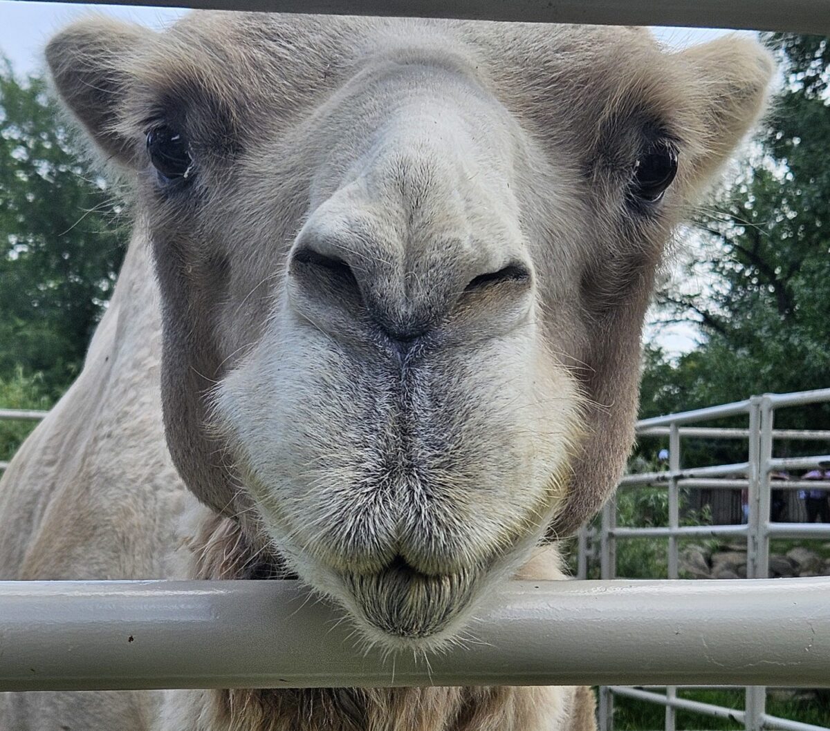 Stretch Camel