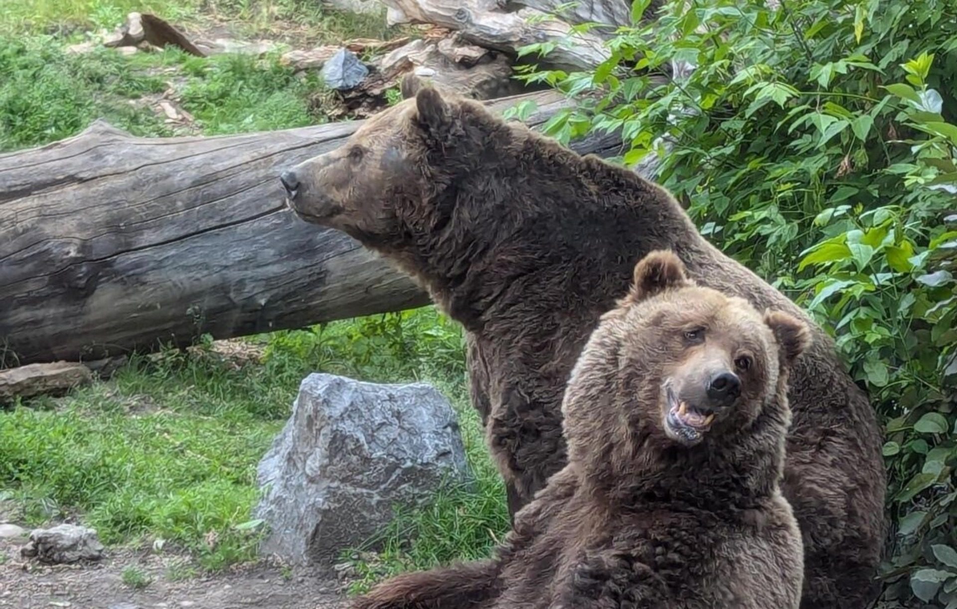 Grizzly Bears
