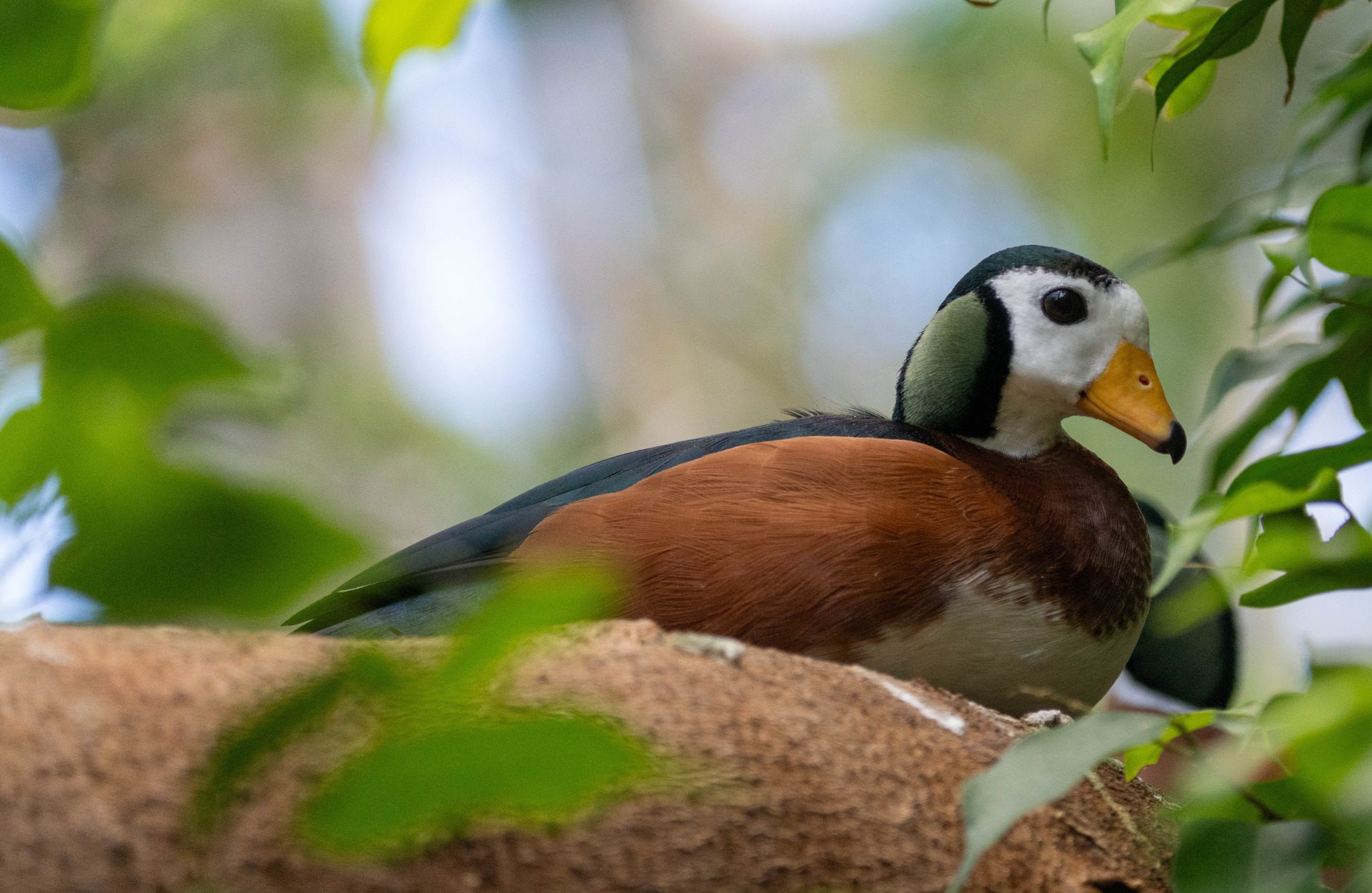 African pygmy goose