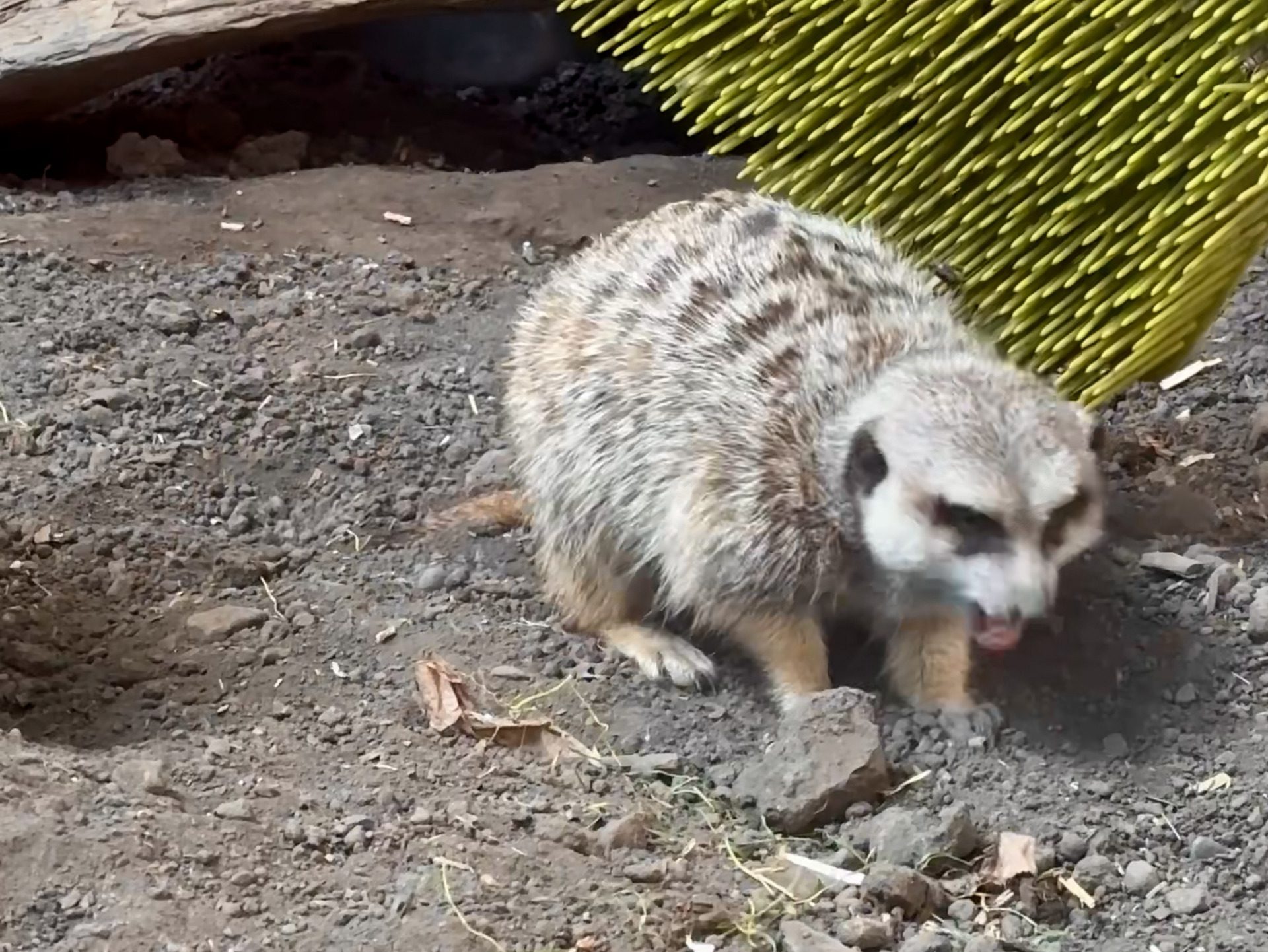 Slender-tailed meerkat
