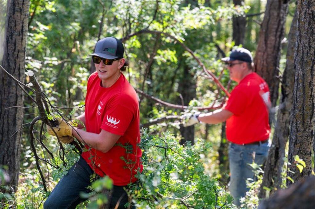 Caragana Harvest