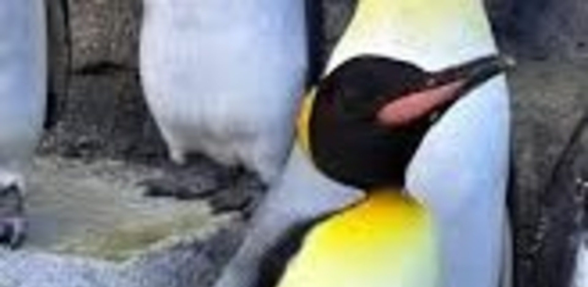 king penguin