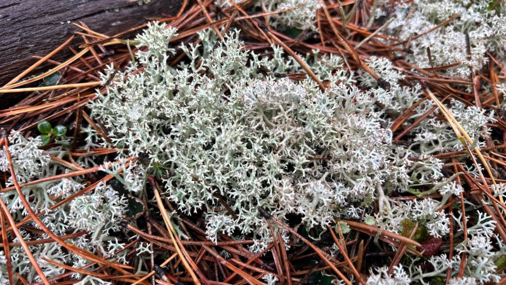 Lichen