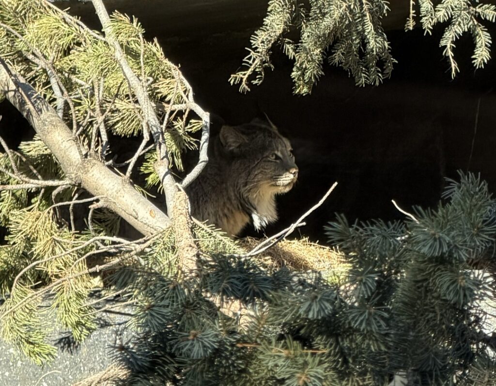 Canada lynx