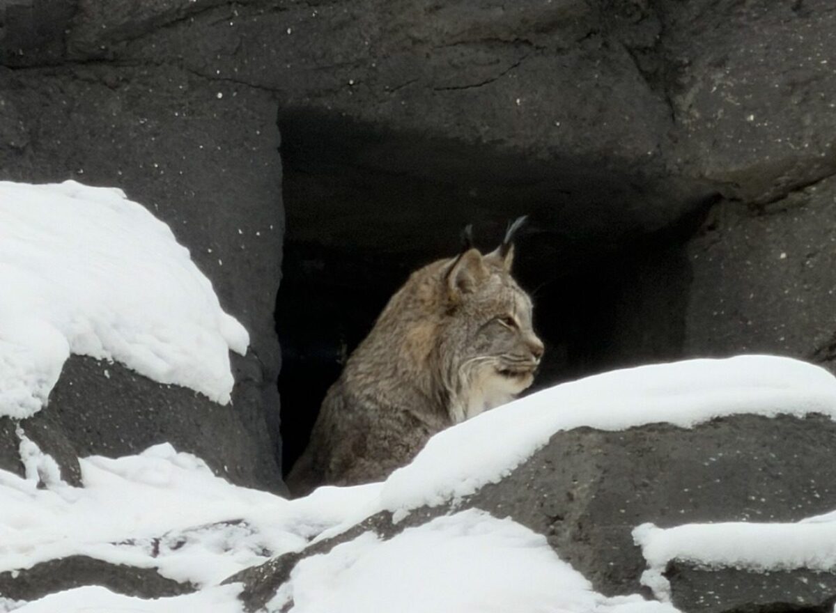 Canada lynx