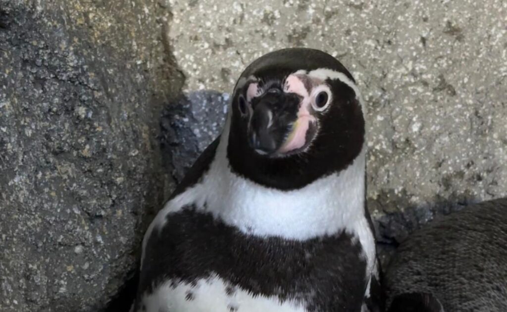 Humboldt Penguin
