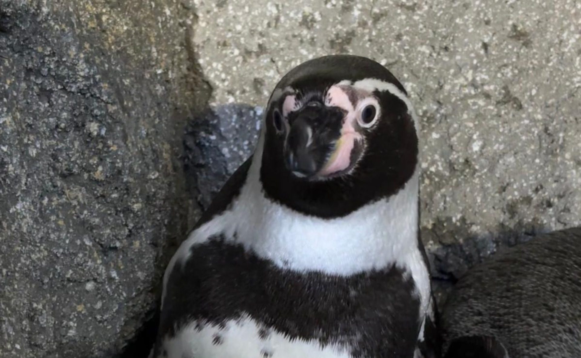 Humboldt Penguin