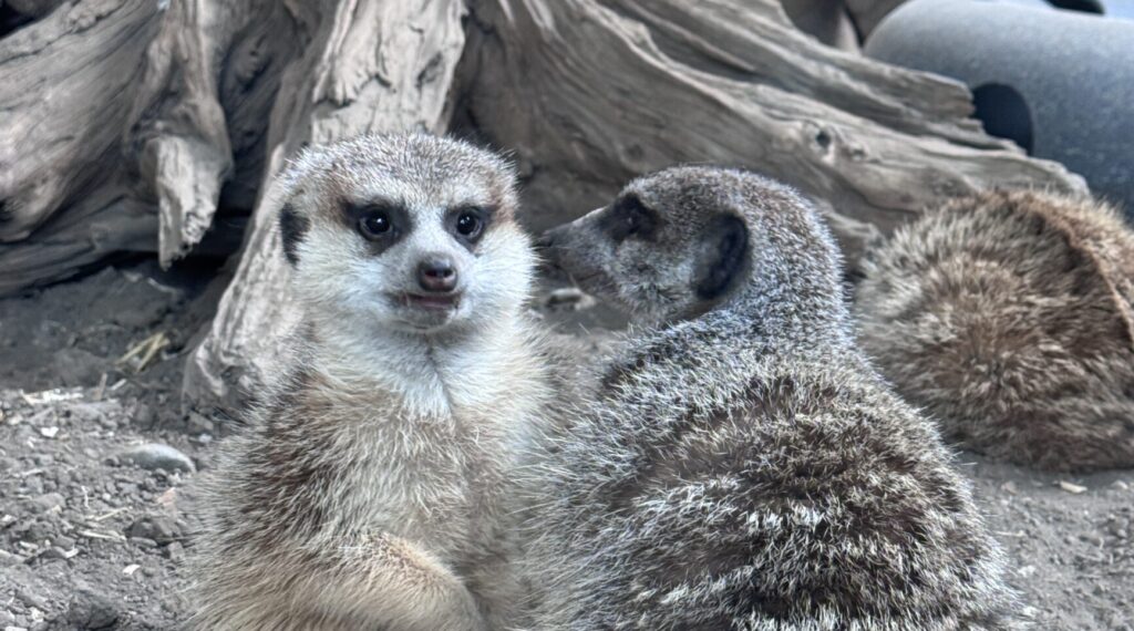 Meerkats