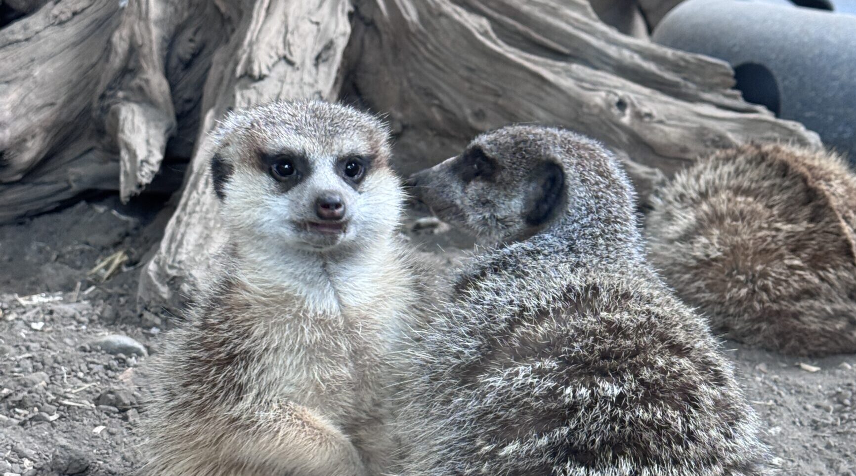 Meerkats
