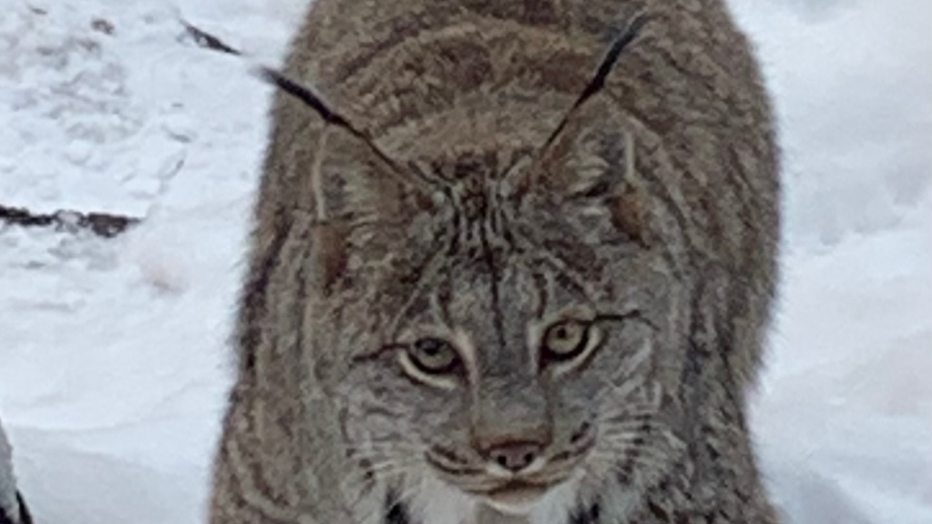 Canada lynx