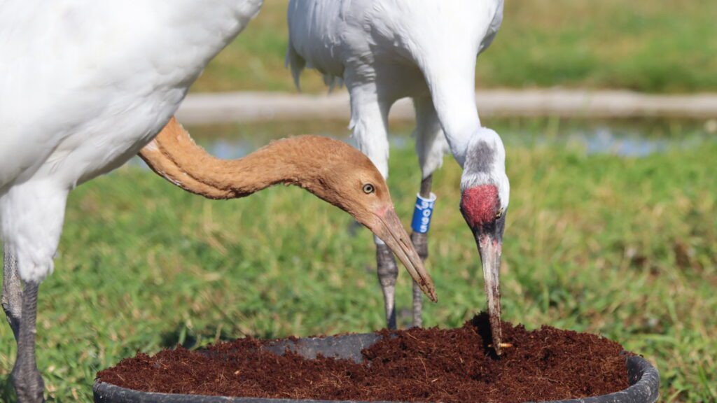 Whooping cranes