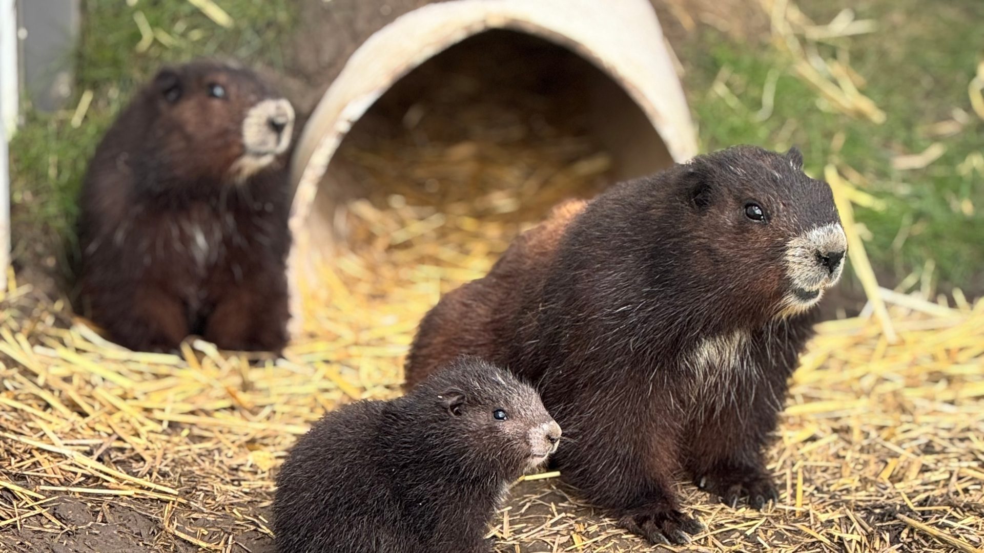Vancouver Island Marmots