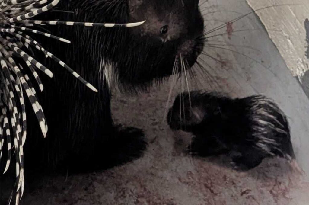 African crested porcupine