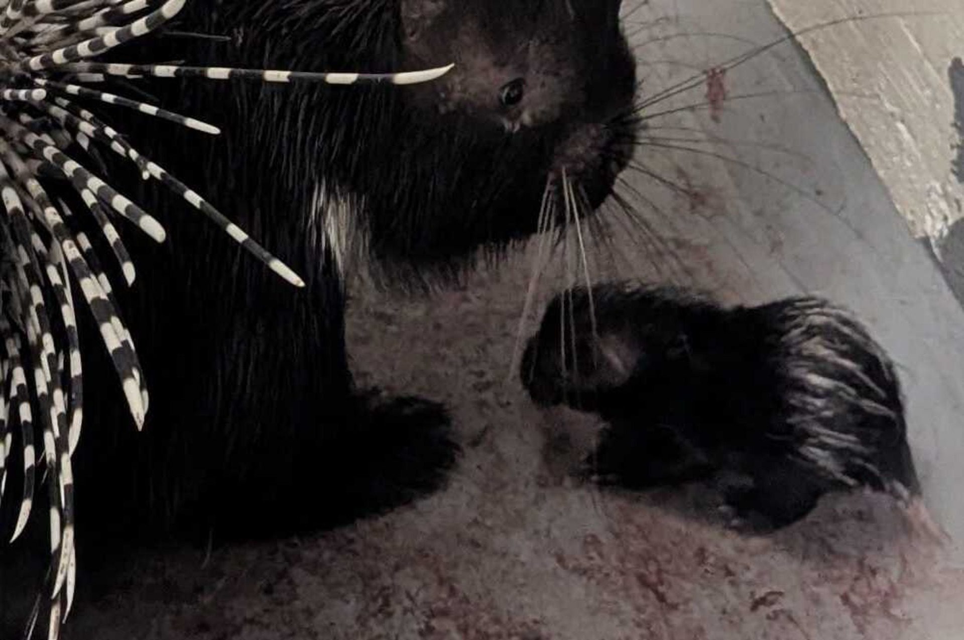 African crested porcupine