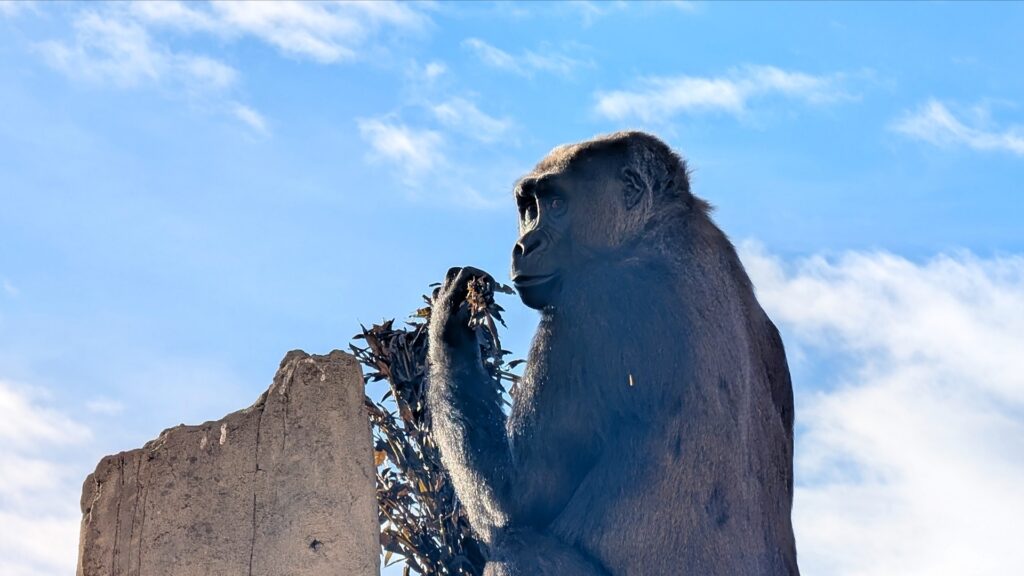 Western lowland gorilla