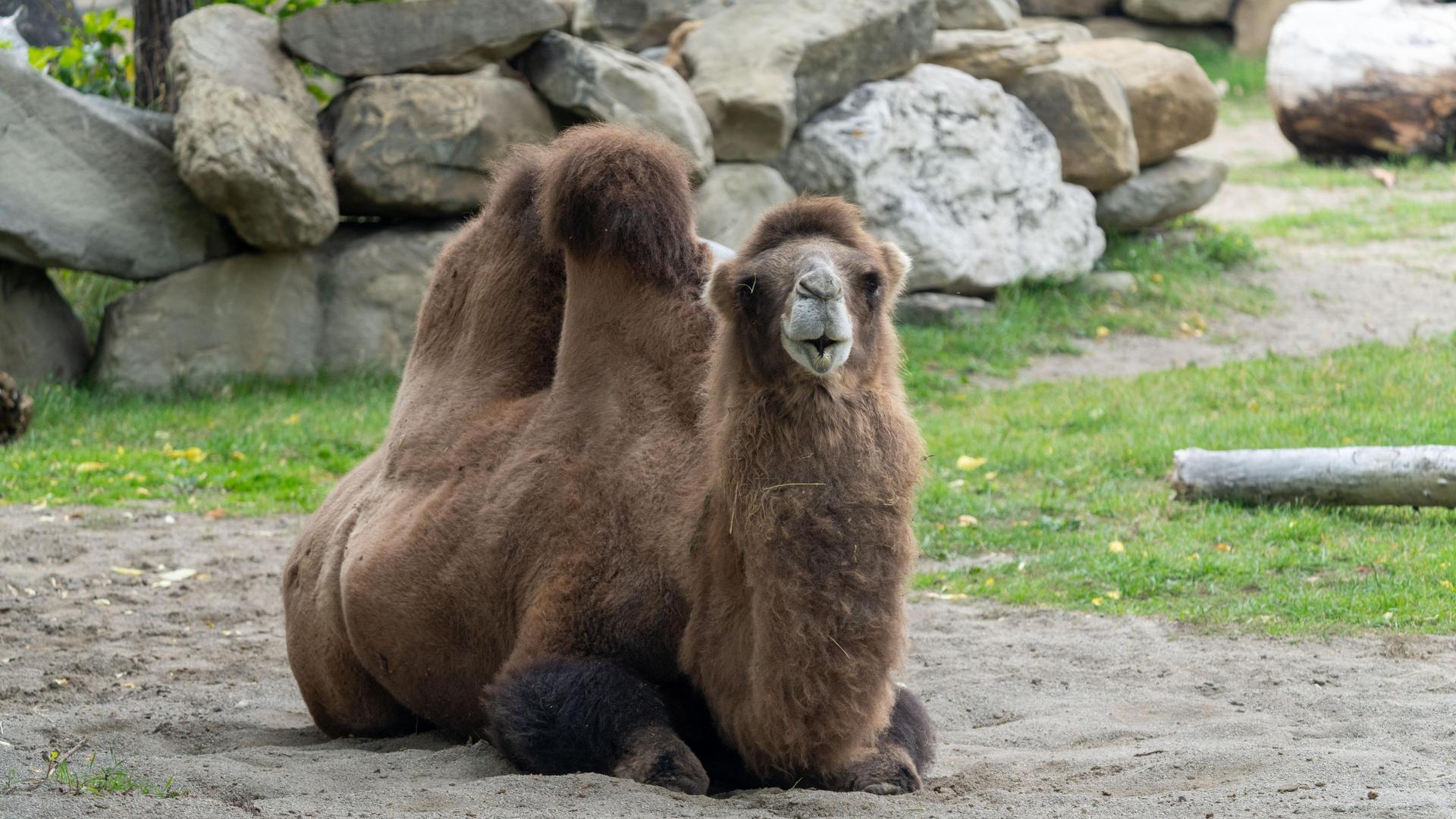 Bactrian camel