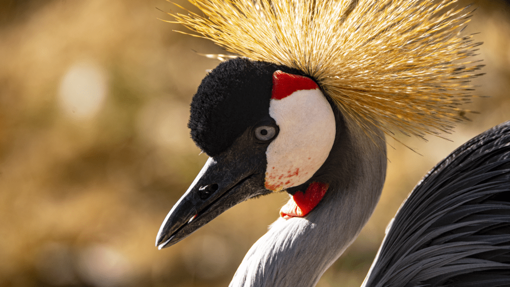 East African grey crowned crane