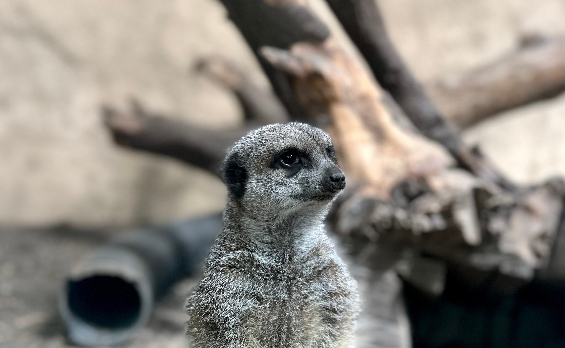 Slender-tailed meerkat