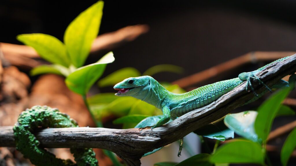 Green keel-bellied lizards