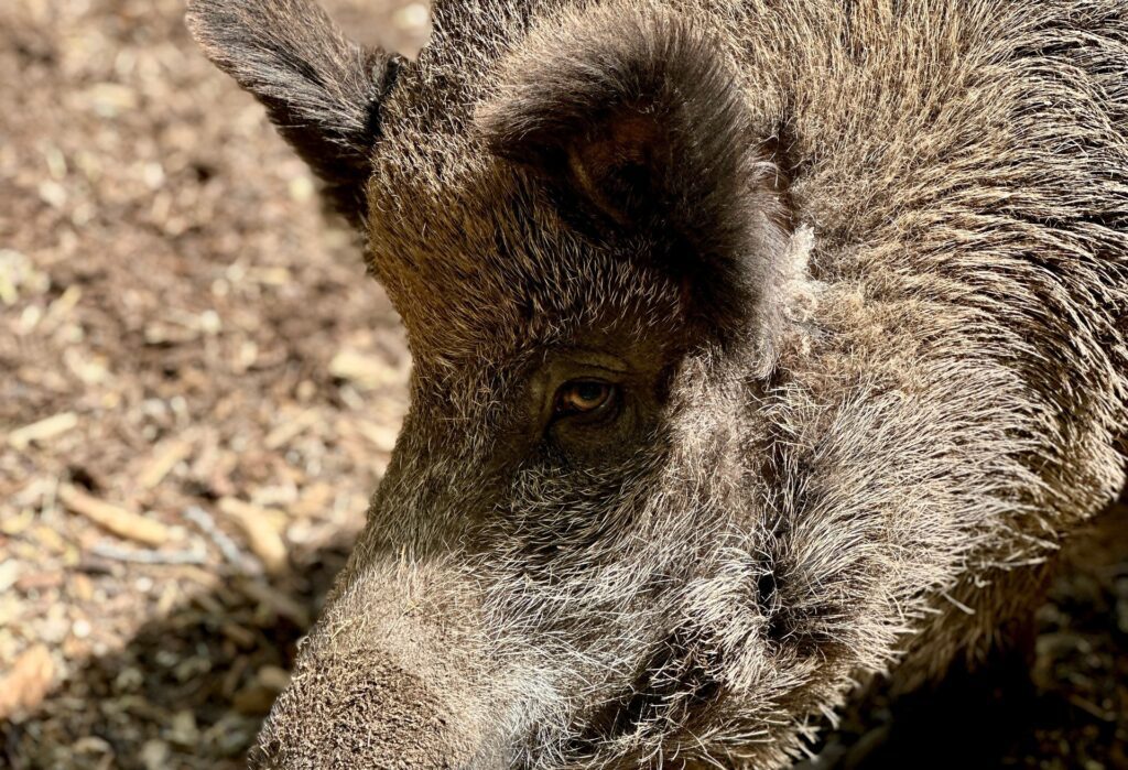 Wild boar