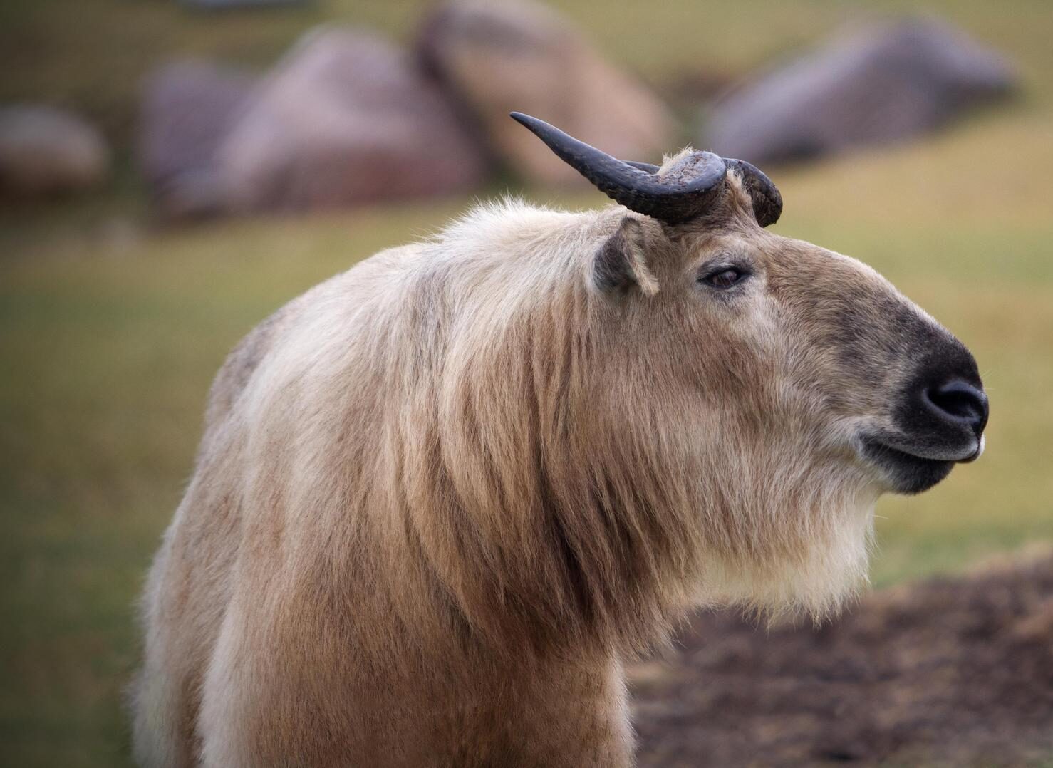 Sichuan Takin
