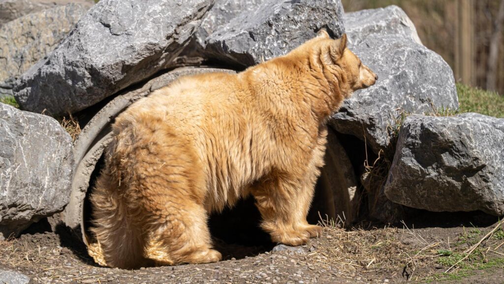 Black bear