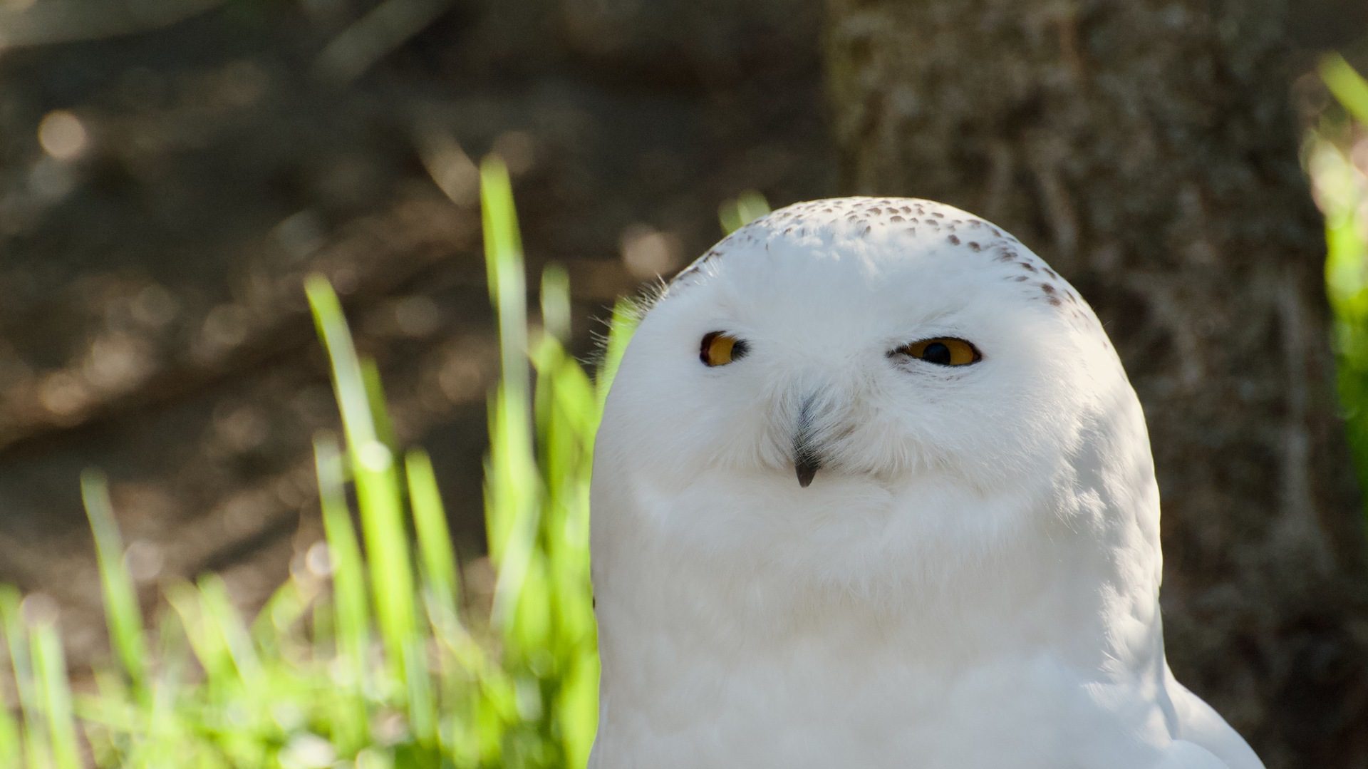 Snowy owl